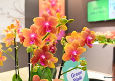 De Bolgheri van Stolk Flora kreeg deze beurs goed wat aandacht van de bezoekers op de stand.